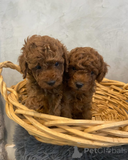 Photo №2 to announcement № 158056 for the sale of  - buy in Germany private announcement