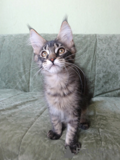 Photo №3. Maine coon cat. Russian Federation