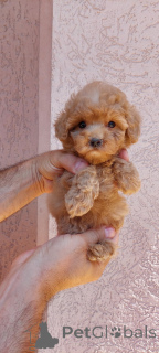 Photo №2 to announcement № 144964 for the sale of poodle (toy) - buy in Serbia private announcement