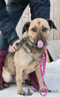 Photo №4. I will sell non-pedigree dogs in the city of St. Petersburg. private announcement - price - Is free