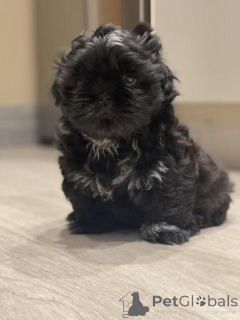 Photo №3. Shih Tzu Puppies Available. Malta