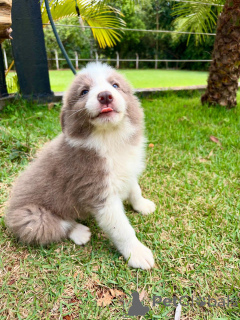 Photo №2 to announcement № 159498 for the sale of border collie - buy in Germany breeder