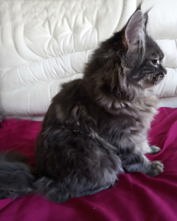 Photo №2 to announcement № 6001 for the sale of maine coon - buy in Ukraine from nursery