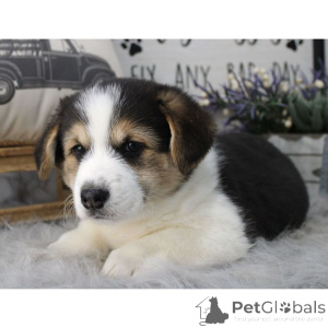 Photo №2 to announcement № 134925 for the sale of  - buy in Germany 