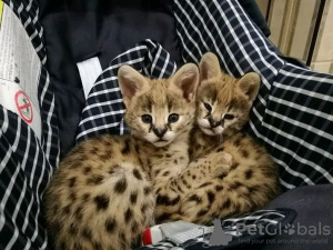 Photo №3. Tren serval cattunge for adopsjon og savanne f1 catt til salgs. Norway