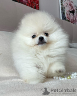 Photo №1. pomeranian - for sale in the city of Lübeck | 280$ | Announcement № 119140