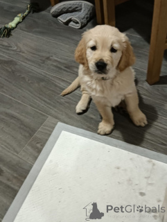 Photo №3. Stunning Golden Retrievers. United States