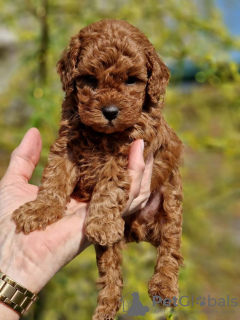 Additional photos: Miniature poodle