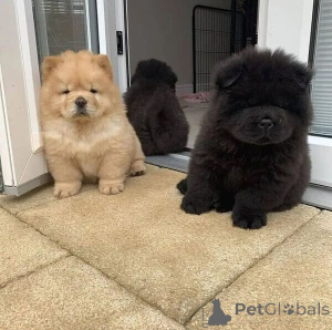 Photo №1. chow chow - for sale in the city of Nürburg | 518$ | Announcement № 149693