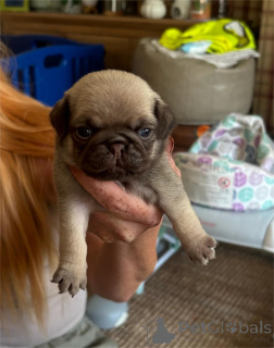 Photo №1. pug - for sale in the city of CalW | 329$ | Announcement № 153381