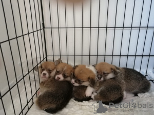 Photo №1. welsh corgi - for sale in the city of Аликанте | 1057$ | Announcement № 40053