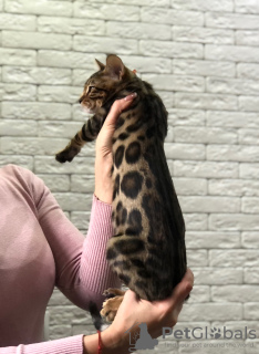 Photo №2 to announcement № 17857 for the sale of bengal cat - buy in Belarus from nursery, breeder
