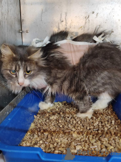 Photo №2 to announcement № 166210 for the sale of  - buy in Belarus private announcement