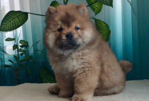 Photo №4. I will sell chow chow in the city of Khmilnyk. private announcement - price - 670$