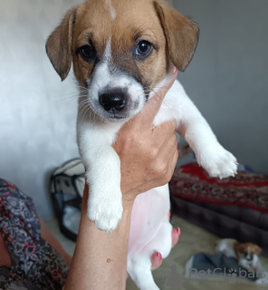Photo №2 to announcement № 148888 for the sale of jack russell terrier - buy in Russian Federation private announcement