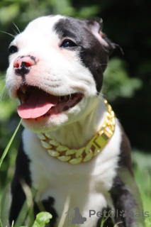 Photo №2 to announcement № 147531 for the sale of american bully - buy in Russian Federation from nursery