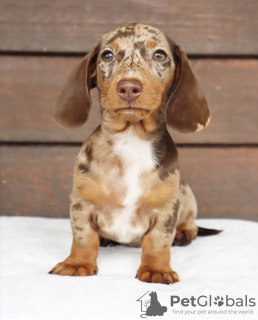 Photo №3. dachshund puppy. United States