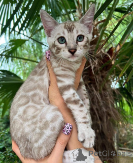 Photo №1. bengal cat - for sale in the city of Paris | negotiated | Announcement № 84822
