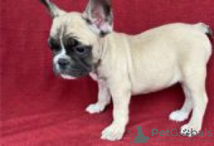 Photo №2 to announcement № 126911 for the sale of french bulldog - buy in Germany private announcement