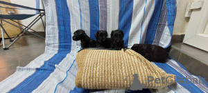 Photo №2 to announcement № 87560 for the sale of giant schnauzer - buy in Croatia breeder