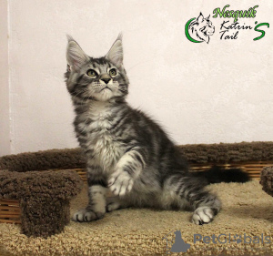 Photo №3. Super Boy Maine Coon. Russian Federation