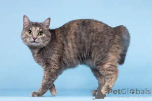 Photo №3. The cat Runa is looking for a kind heart.. Russian Federation