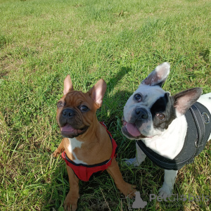 Photo №3. French bulldog puppy. Germany