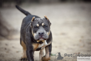 Photo №2 to announcement № 11921 for the sale of american bully - buy in Russian Federation from nursery