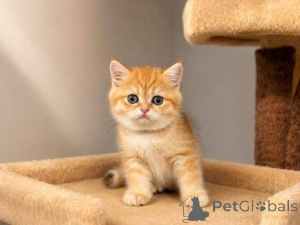 Photo №2 to announcement № 173806 for the sale of british shorthair - buy in United Kingdom private announcement, breeder