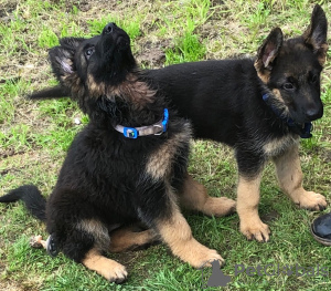 Photo №1. german shepherd - for sale in the city of Norrköping | 591$ | Announcement № 13384