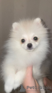 Photo №2 to announcement № 40312 for the sale of pomeranian - buy in Russian Federation private announcement