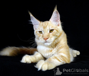 Photo №1. maine coon - for sale in the city of Tolyatti | 324$ | Announcement № 7742