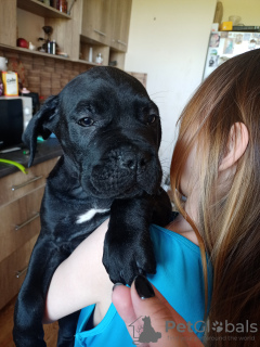 Additional photos: Cane Corso puppies