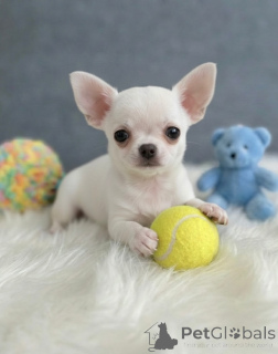 Photo №1. chihuahua - for sale in the city of Freiburghaus | negotiated | Announcement № 171692