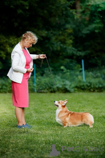 Additional photos: welsh corgi pembroke puppies from Champion