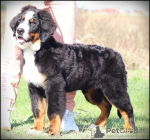 Additional photos: Bernese Mountain Dog