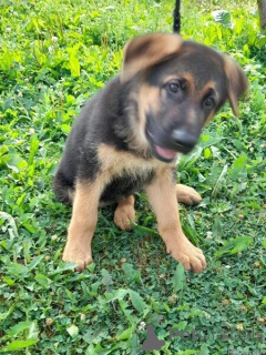 Photo №1. german shepherd - for sale in the city of Antwerp | negotiated | Announcement № 169637