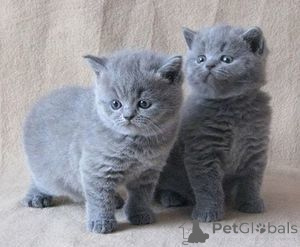 Photo №1. british shorthair - for sale in the city of Berlin | 258$ | Announcement № 159510
