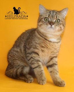 Photo №2 to announcement № 5652 for the sale of burmilla shorthair - buy in Ukraine from nursery