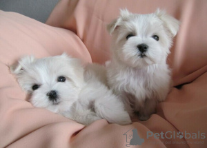 Photo №2 to announcement № 53584 for the sale of maltese dog - buy in Lithuania breeder