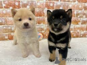 Photo №2 to announcement № 161596 for the sale of shiba inu - buy in Luxembourg private announcement, breeder