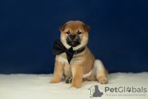 Photo №2 to announcement № 45760 for the sale of shiba inu - buy in Russian Federation from nursery