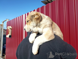 Photo №1. central asian shepherd dog - for sale in the city of Valga | 951$ | Announcement № 40317