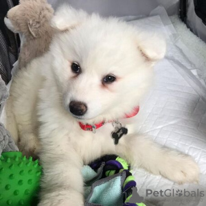 Photo №1. samoyed dog - for sale in the city of Berlin | Is free | Announcement № 95072