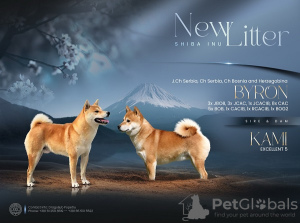 Photo №1. shiba inu - for sale in the city of Zrenjanin | 659$ | Announcement № 129308