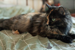 Additional photos: Tricolor Chernichka is looking for a home!
