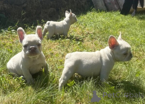Photo №1. french bulldog - for sale in the city of Istanbul | negotiated | Announcement № 175624