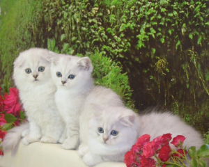 Photo №4. I will sell scottish straight, scottish fold in the city of Pskov. private announcement, from nursery, breeder - price - Negotiated