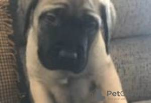 Photo №1. english mastiff - for sale in the city of Berlin | Is free | Announcement № 126978