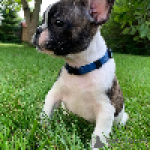 Photo №3. Puppies of French Bulldog Kennel Club. Sweden